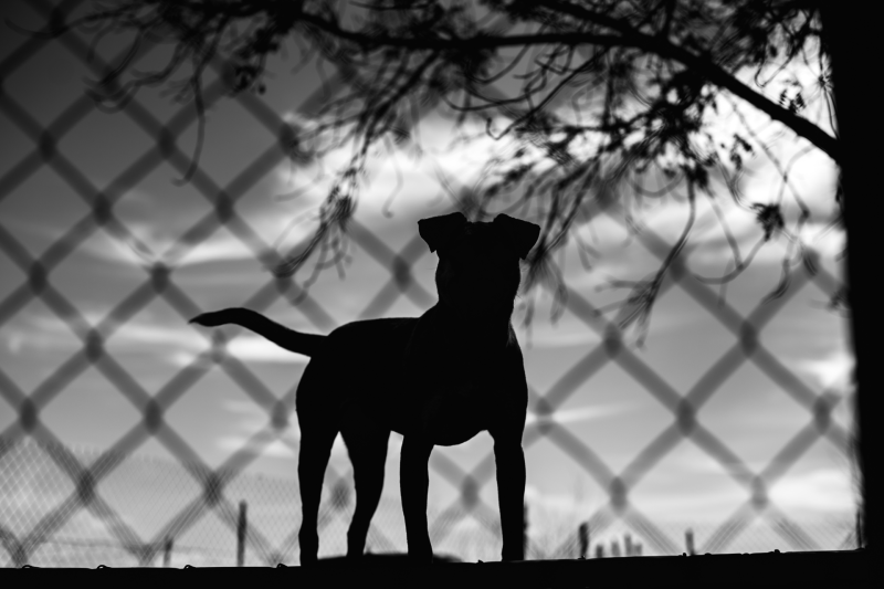dog-attack-queensland